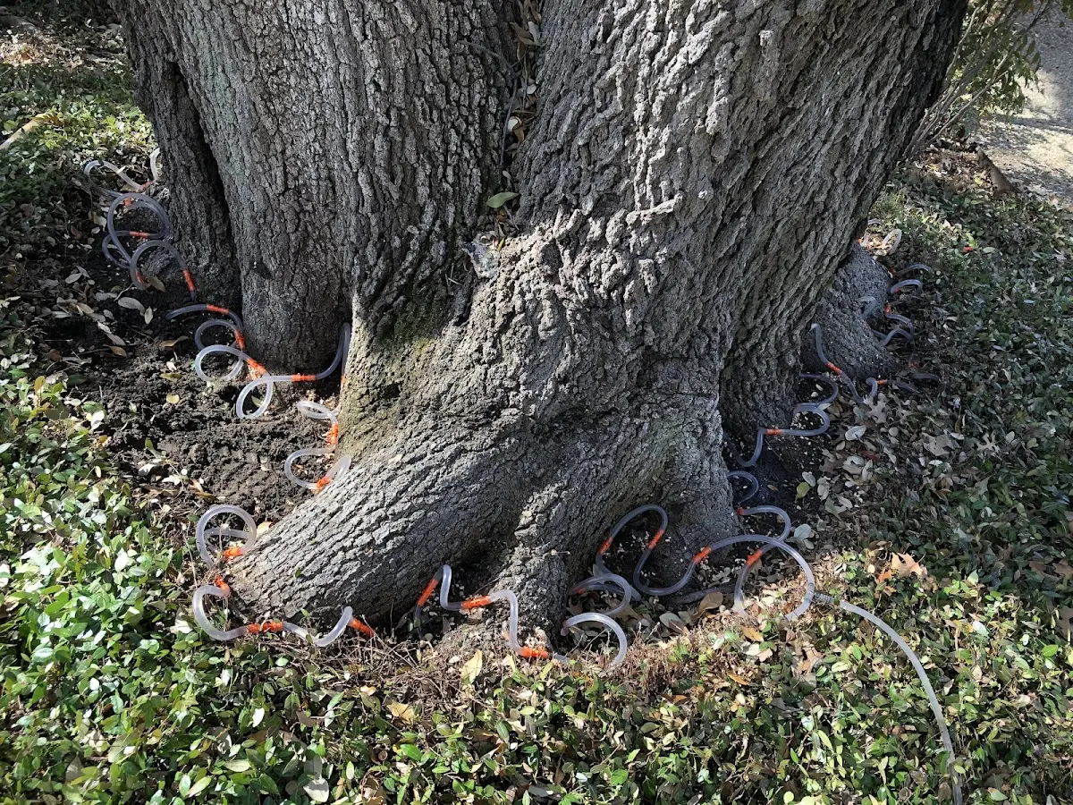 Detailed Tree Cabling and Bracing job site in Mundelein