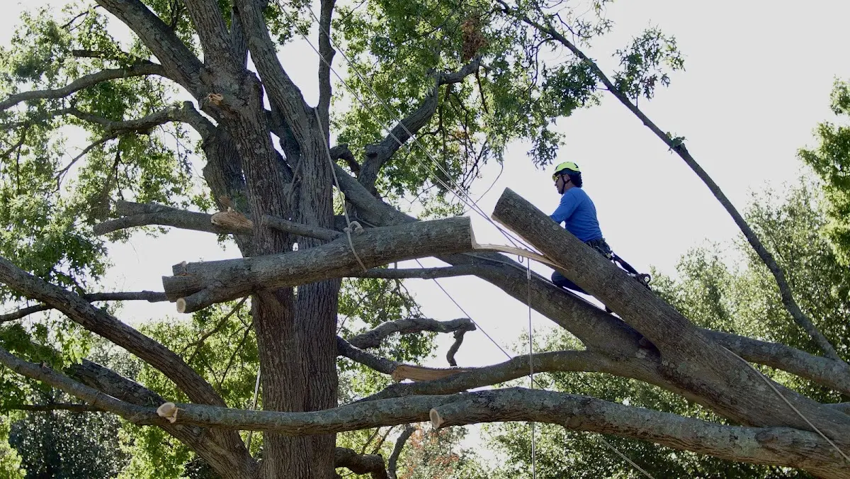 Professional Hazardous Tree Removal performed by certified arborists in Mundelein
