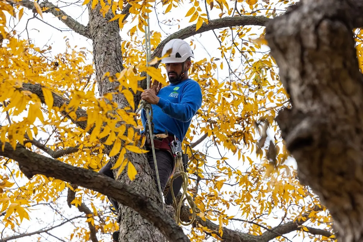 Skilled Tree Planing crew working in Mundelein